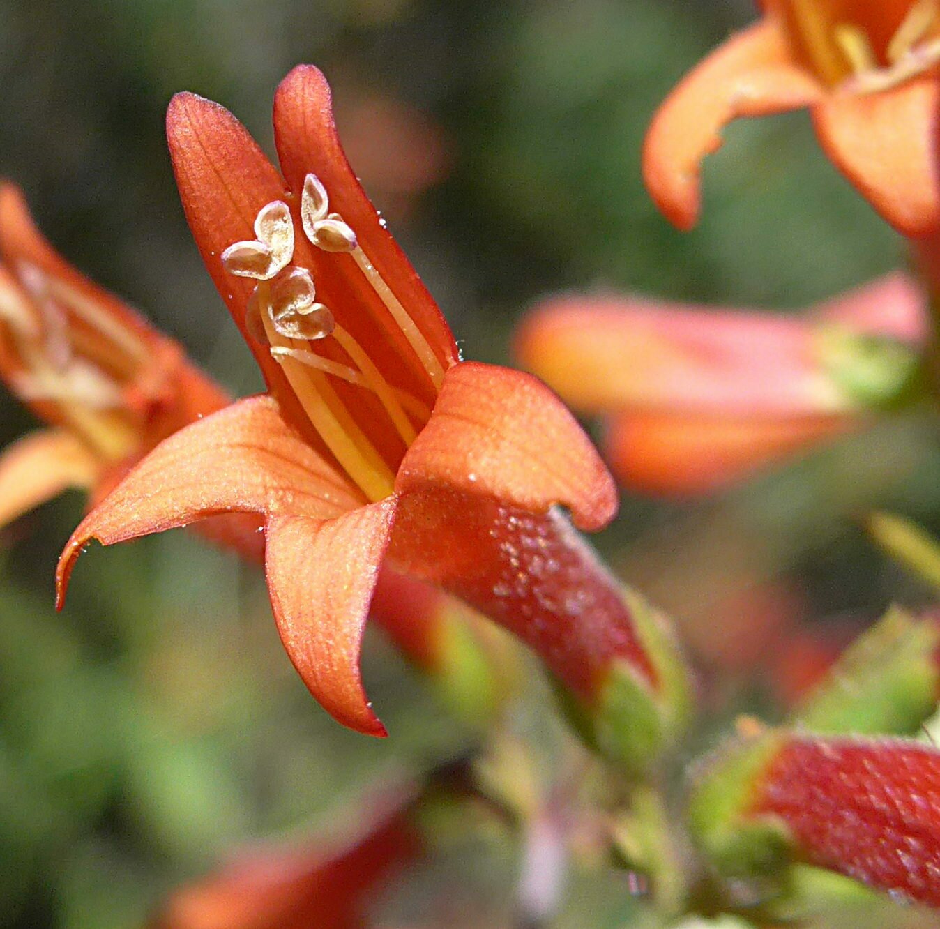 High Resolution Keckiella ternata Flower